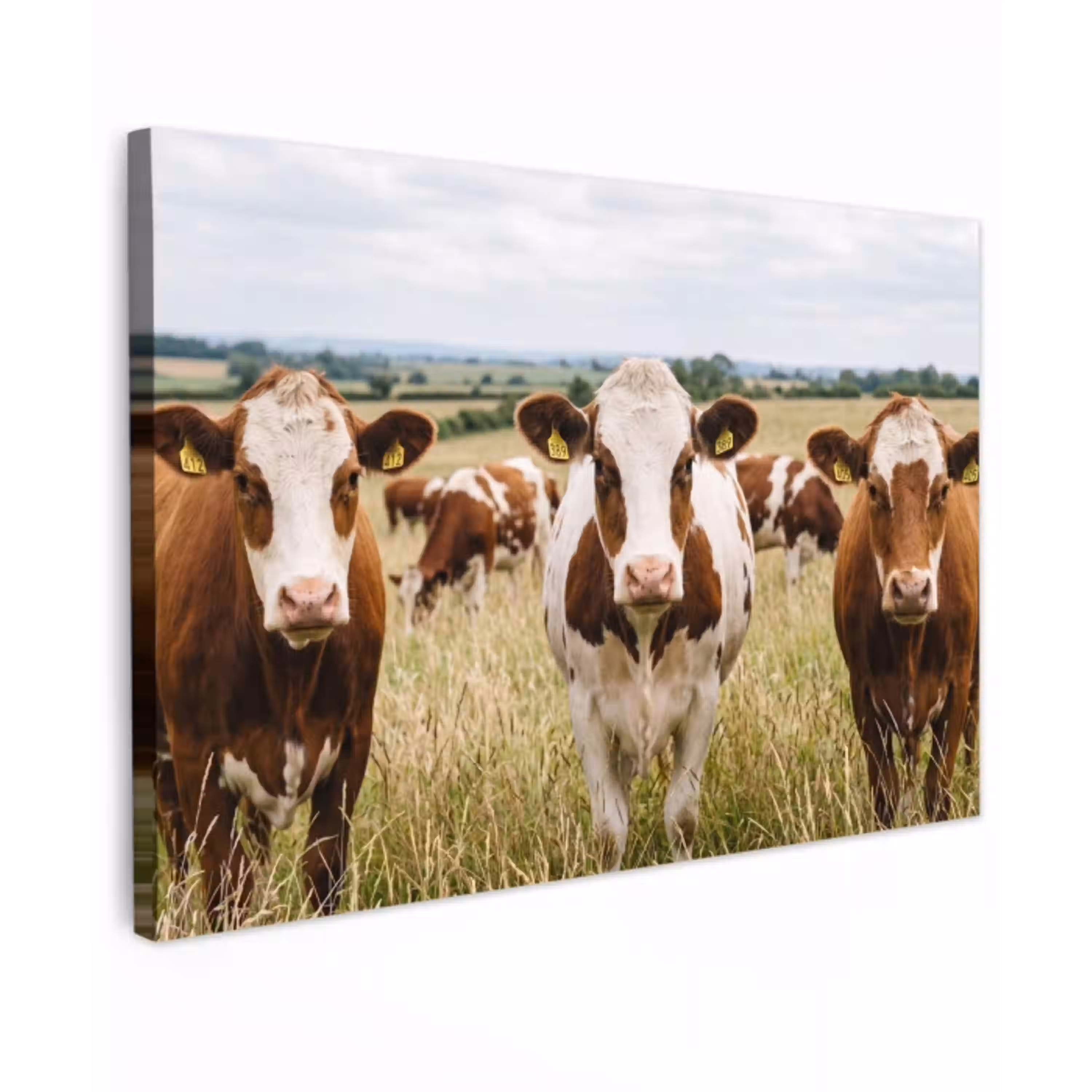 Koeien - Portret - Weide - Boerderij - Nieuwsgierig canvas 2cm klein -z3d