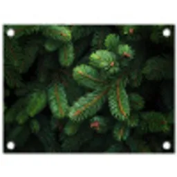 Sparrentakken - Knoppen - Naalden - Groen tuinposter los doek klein -3d