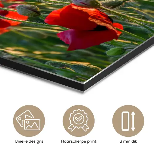 Bloemen - Klaprozen - Natuur - Rood aluminium wit klein -closeup_NL