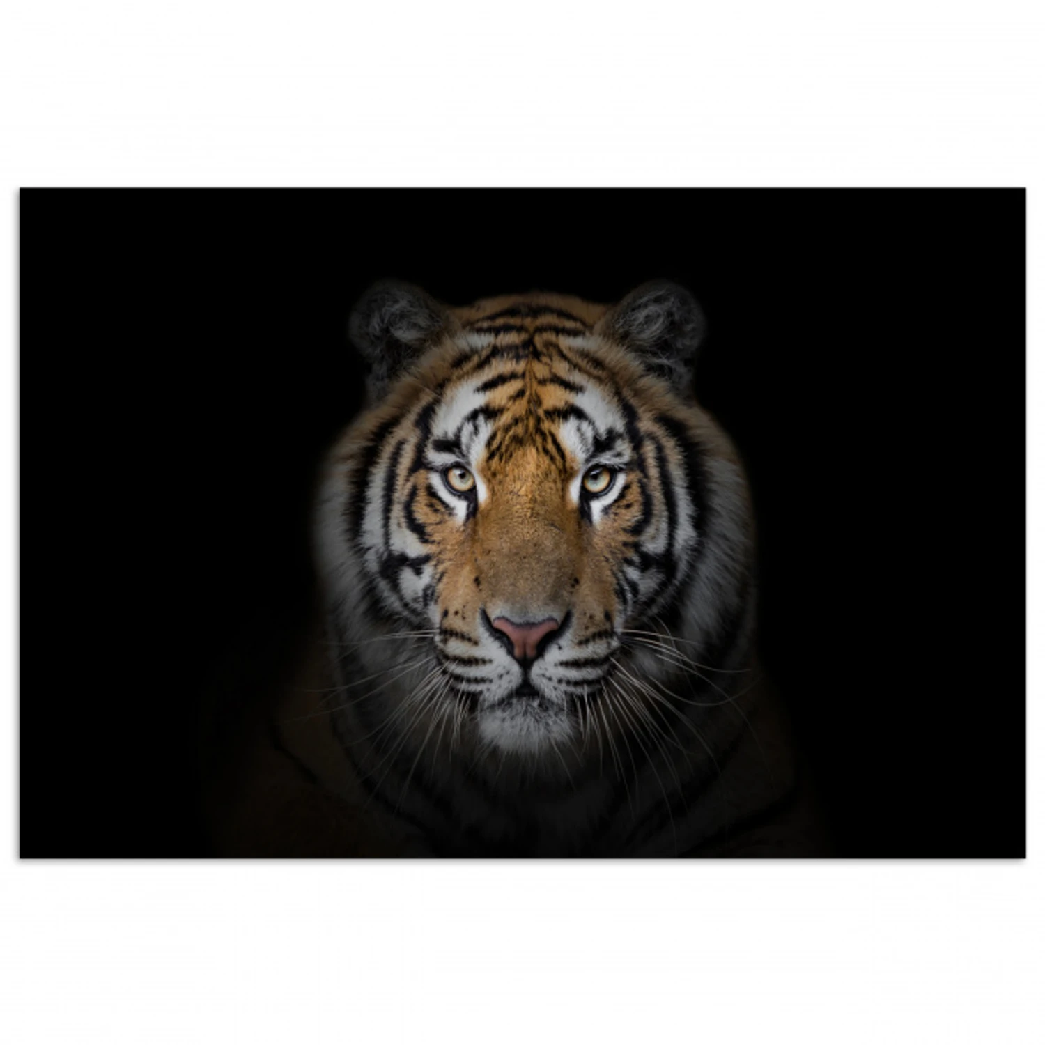 Tijger - Wilde dieren - Portret - Zwart - Dieren poster papier klein -3d