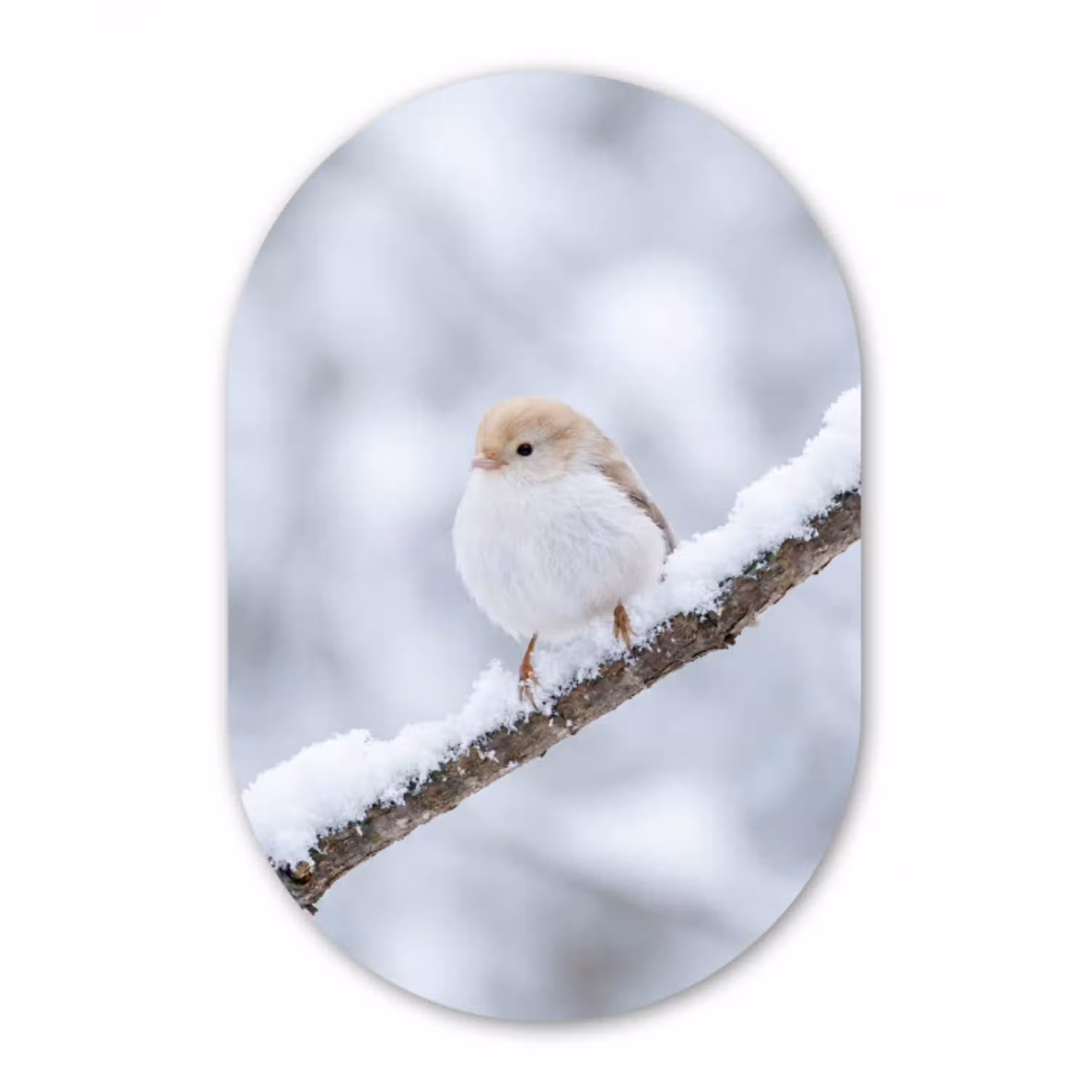 Vogeltje - Sneeuw - Tak - Winter - Zacht Wandcirkel Ovaal Aluminium middel -3d