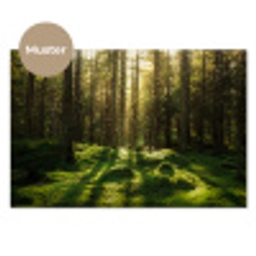 Bomen - Bos - Mos - Planten - Zon - Natuur keuken achterwand sample klein -3d_DE