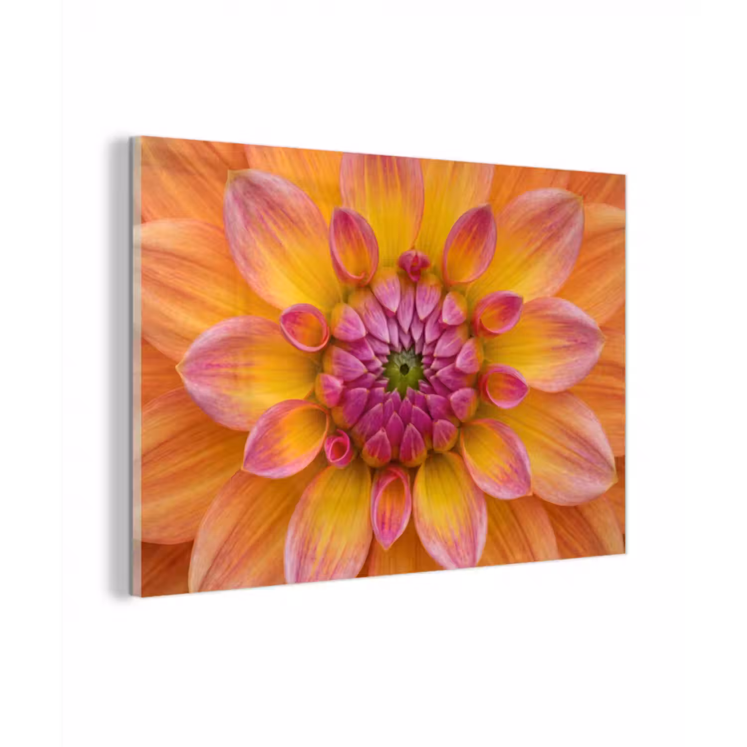 Glas schilderij - Dahlia - Bloem - Oranje