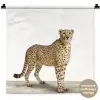 Luipaard - Dieren - Witte achtergrond - Kinderen - Jongens - Meisjes Wandkleed katoen klein -t3d_DE