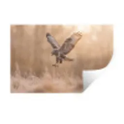 Buizerd - Roofvogel - Natuur - Bruin Muursticker klein -3d