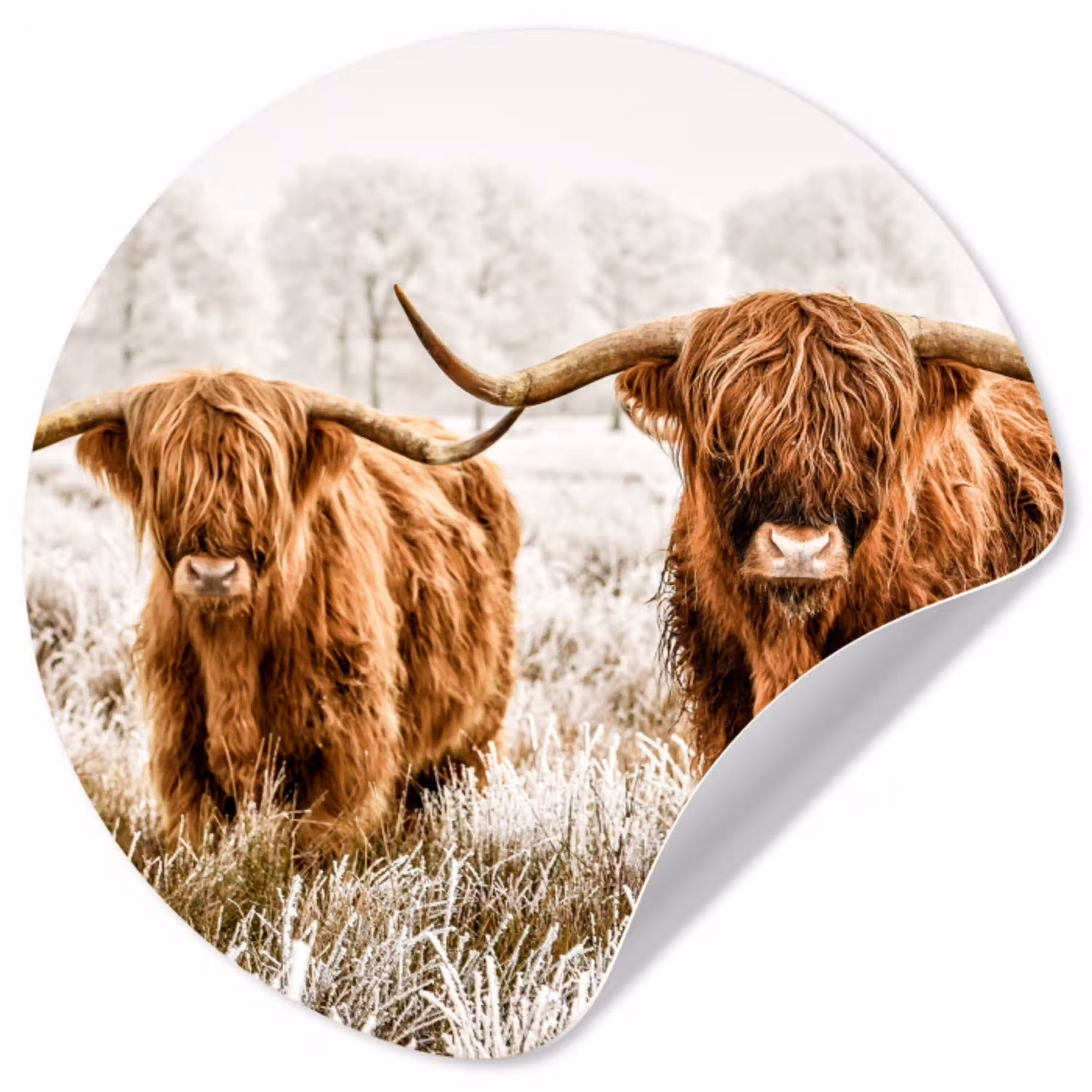 Schotse hooglander - Koe - Natuur - Winter Wandcirkel behangsticker klein -3d