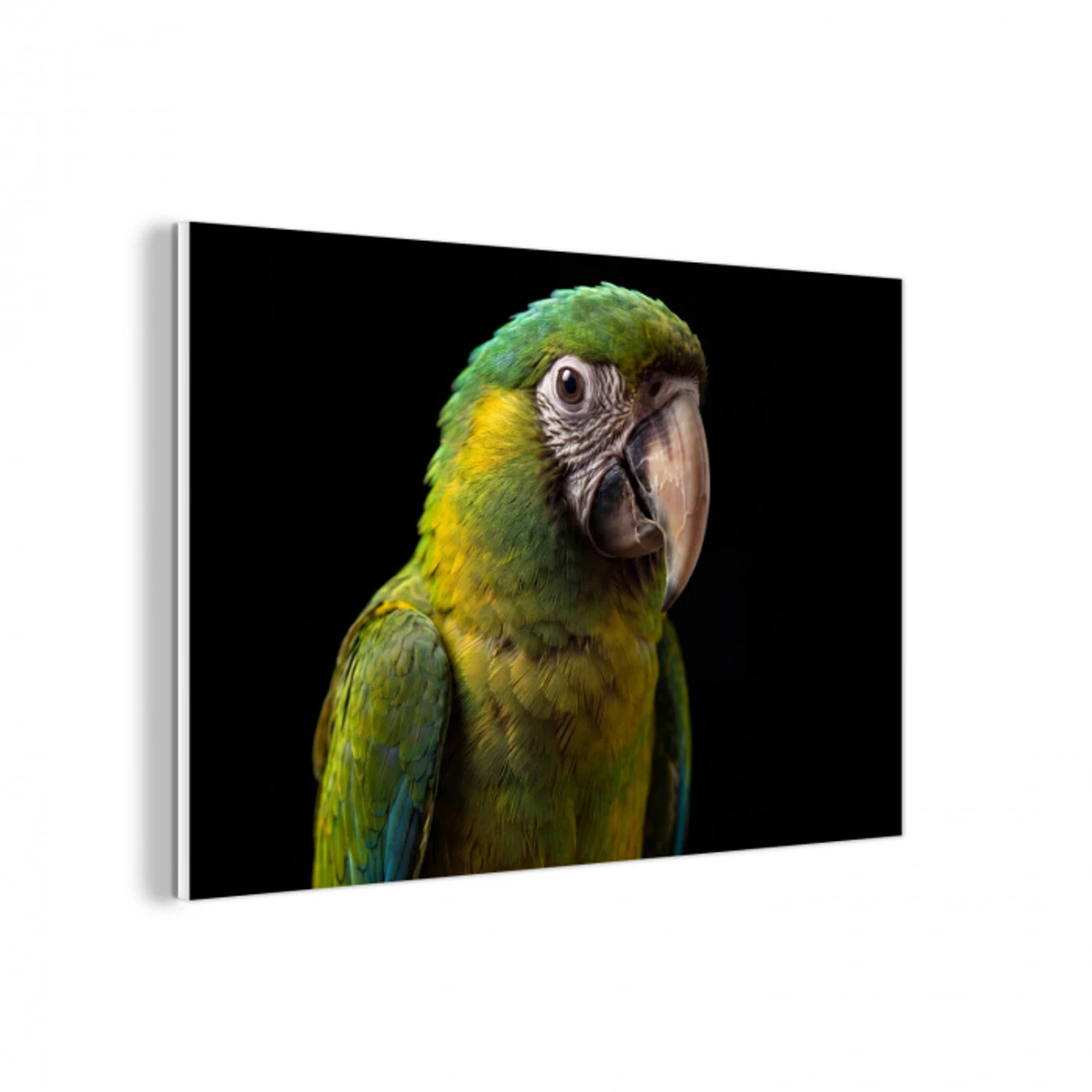 Ara - Portret - Groen forex 5mm xxl -3d