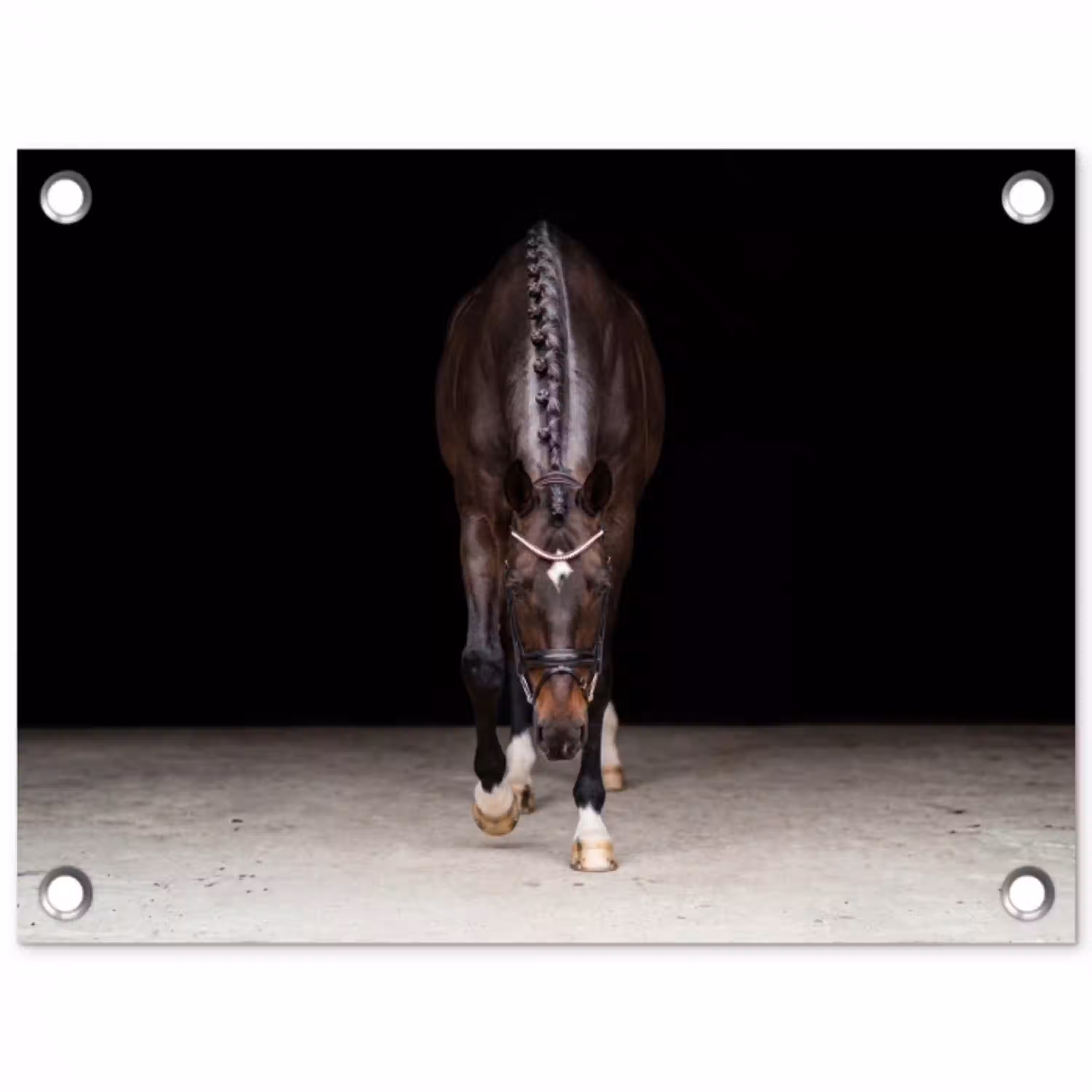 Paard - Modern - Portret tuinposter los doek klein -3d