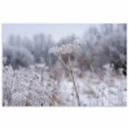 Schermbloem - Rijp - Kristallen - Winter - Delicaat poster papier klein -3d