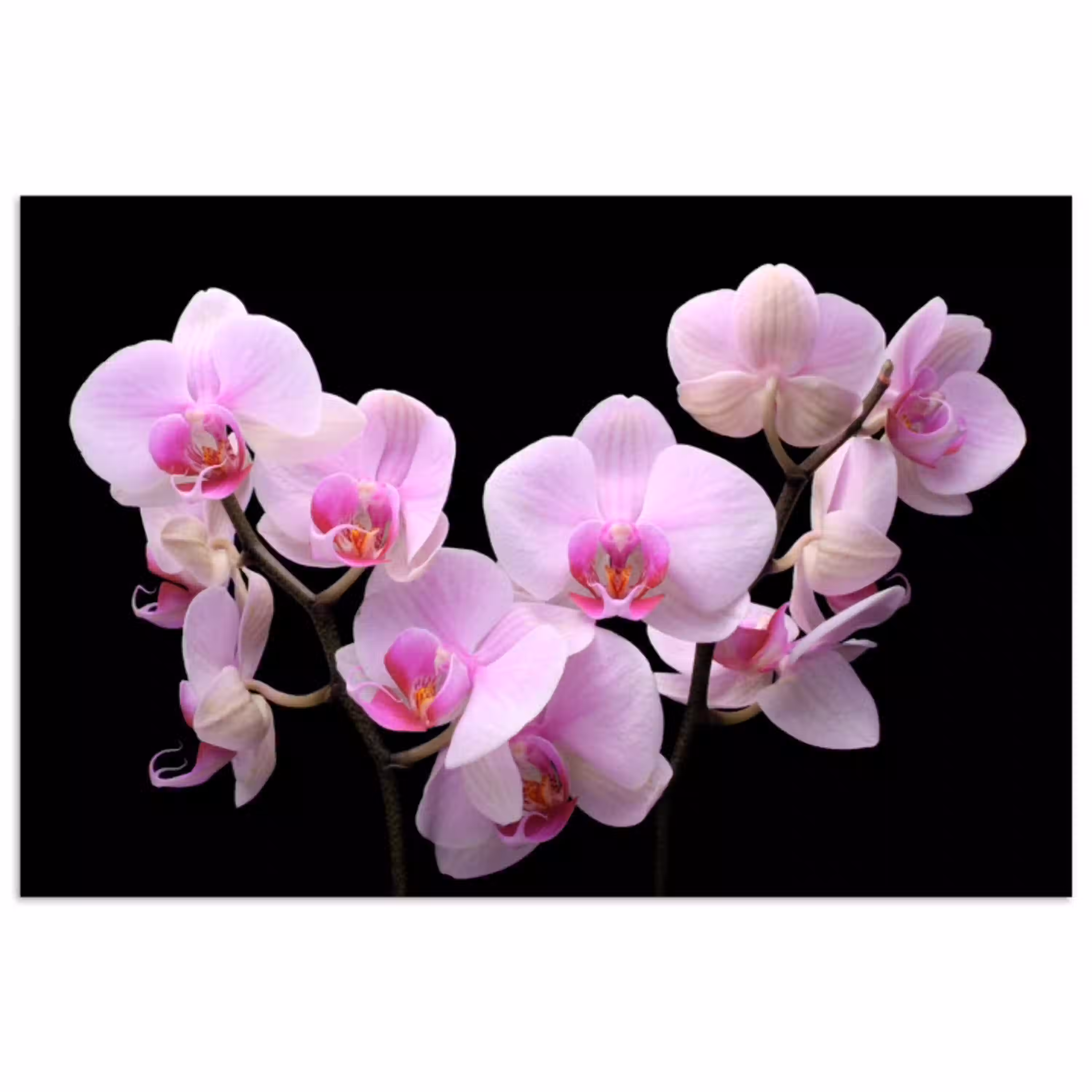 Orchidee - Bloemen - Roze - Flora poster papier klein -3d