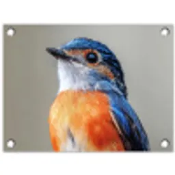 Kleurrijk - Vogeltje - Veren - Blauw tuinposter los doek klein -3d