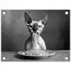 Sphynx - Kat - Dieren - Humor - Spaghetti - Zwart Wit tuinposter los doek klein -3d