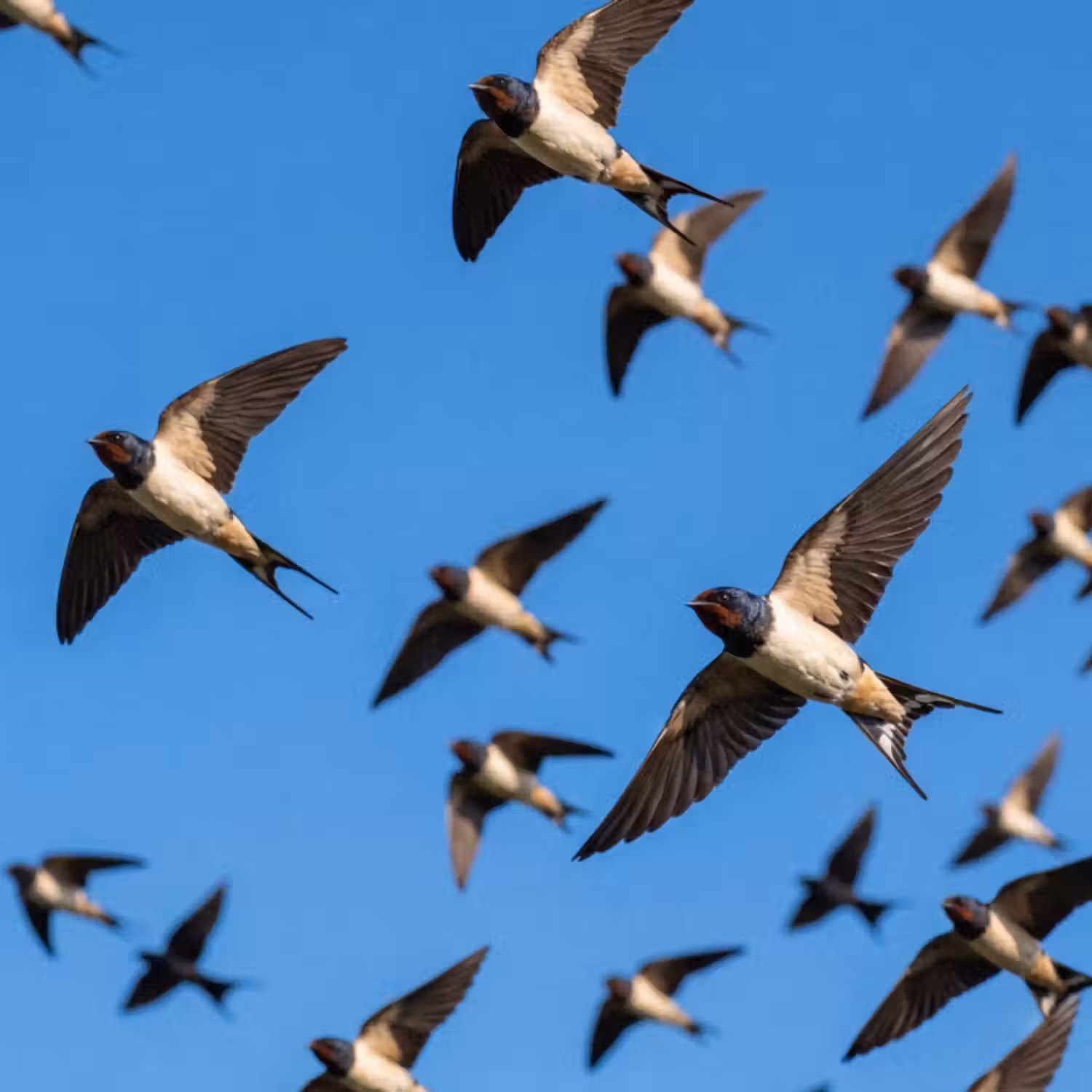 Tapete - Schwalben - Fliegen - Blau