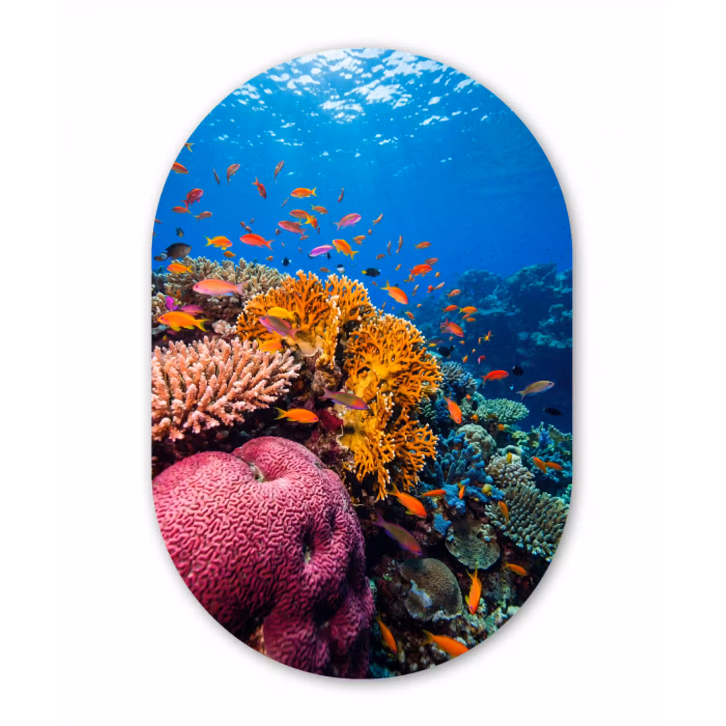 Koraal - Vissen - Oceaan - Natuur - Kleurrijk Wandcirkel Ovaal Aluminium middel -3d