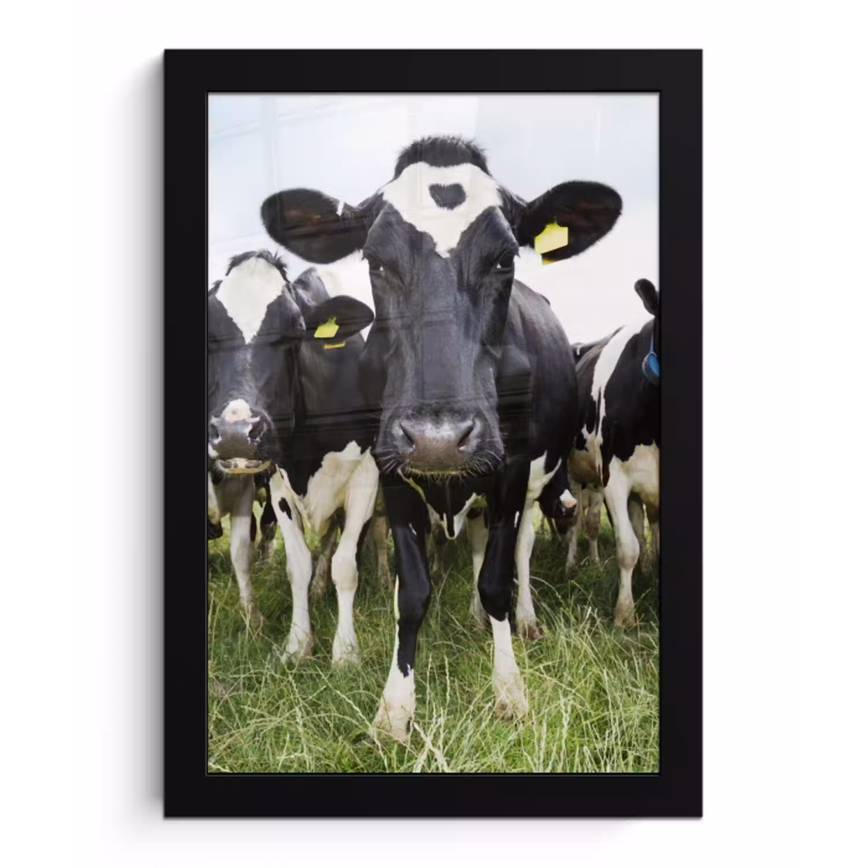 Koeien - Gras - Lente - Dieren - Weiland - Boerderij fotolijst zwart zonder passe partout klein -3d