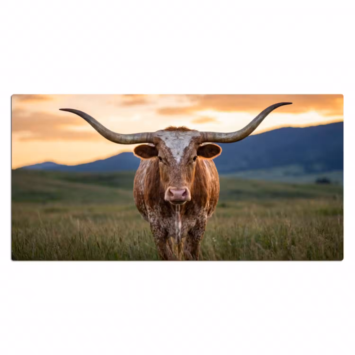 Schreibtischunterlage - Longhorn - Landschaft - Sonnenuntergang