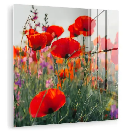 Klaproos - Bloemen - Rood - Paars - Weide plexiglas 5mm klein -zzzproduct_nieuw