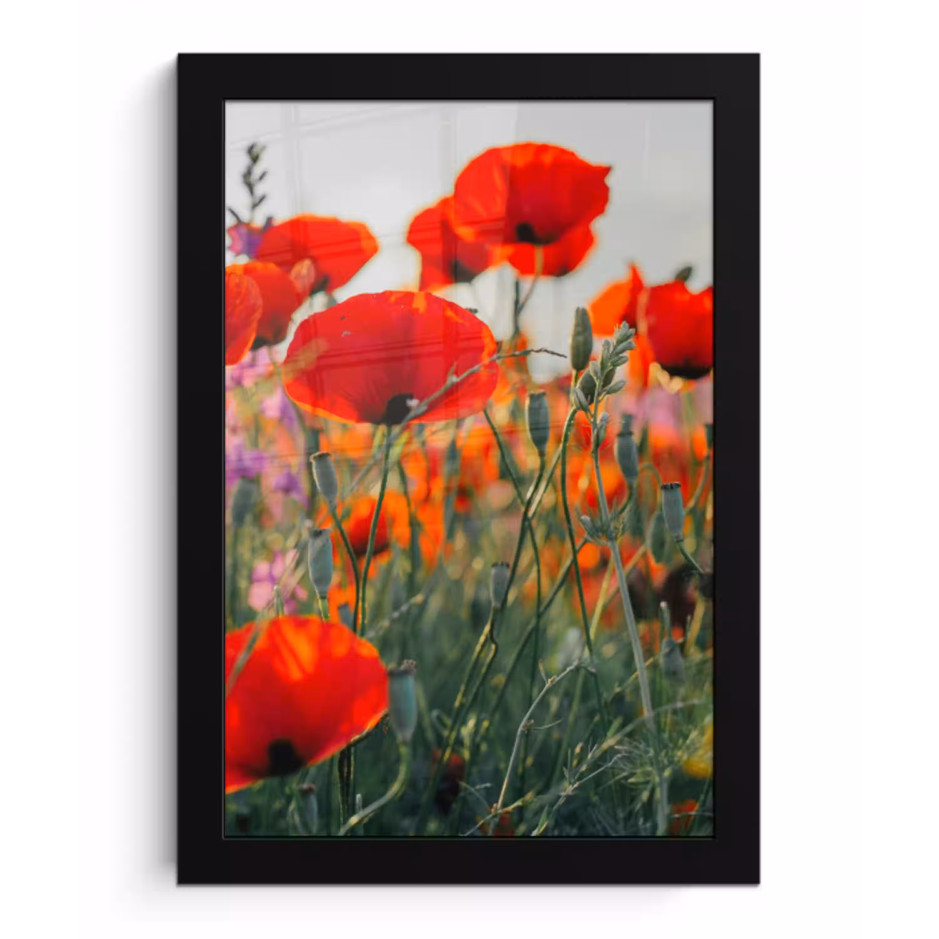 Klaproos - Bloemen - Rood - Paars - Weide fotolijst zwart zonder passe partout klein -3d