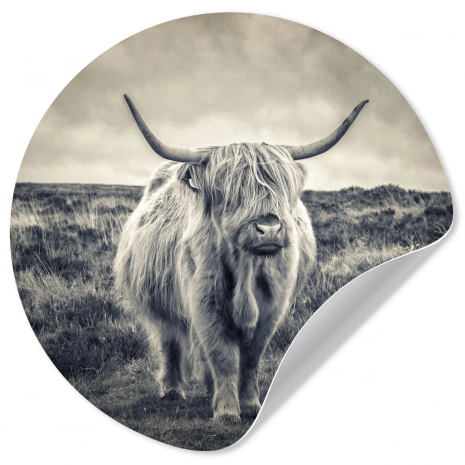 Schotse hooglander - Dieren - Wolken - Koe - Natuur Wandcirkel behangsticker klein -3d