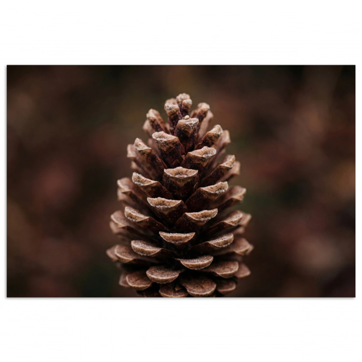 Dennenappel - Bos - Herfst - Bruin - Sfeervol poster papier klein -3d