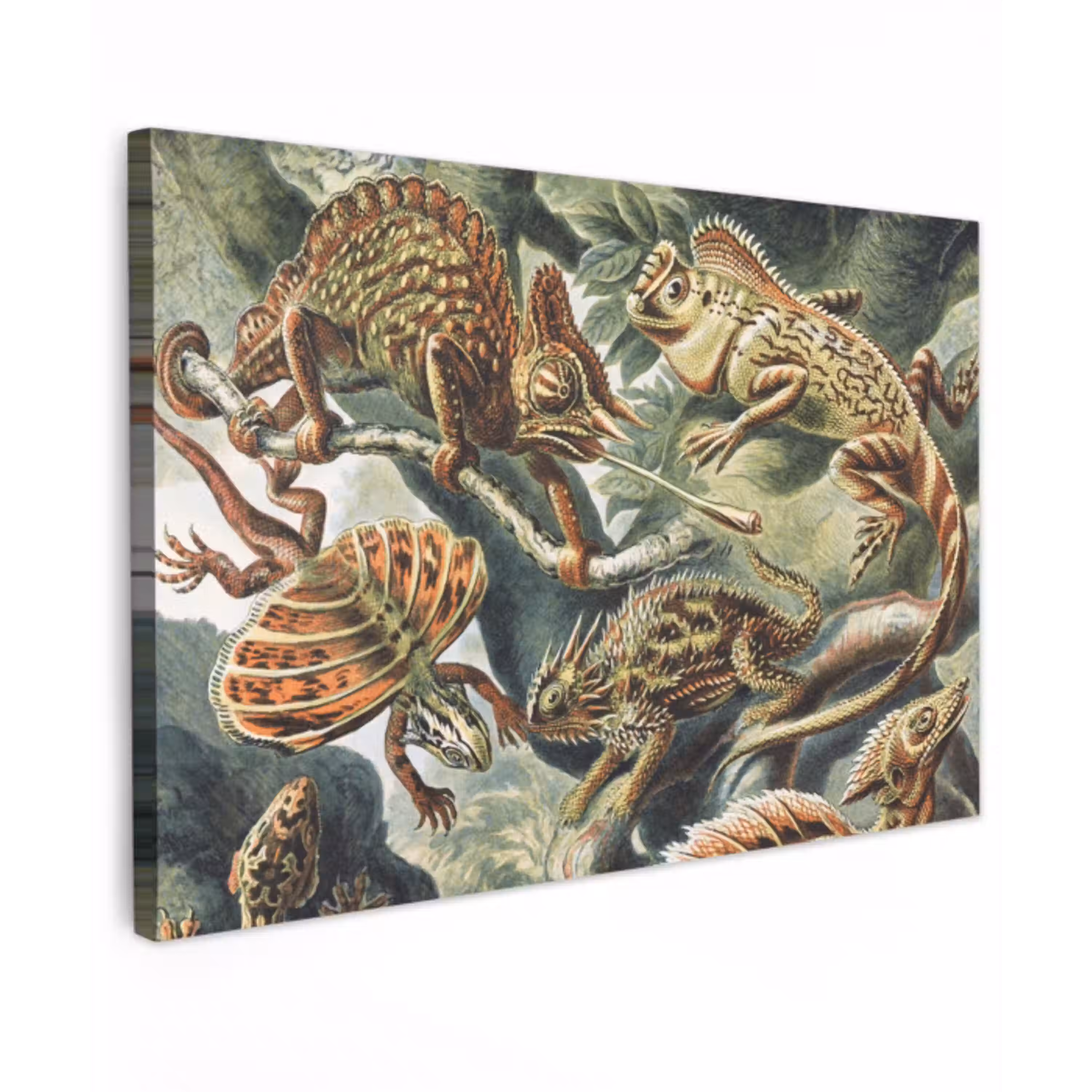 Vintage - Kunst - Ernst Haeckel - Salamanders - Dieren canvas 2cm klein -z3d