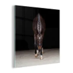 Paard - Modern - Portret plexiglas 5mm klein -z3d