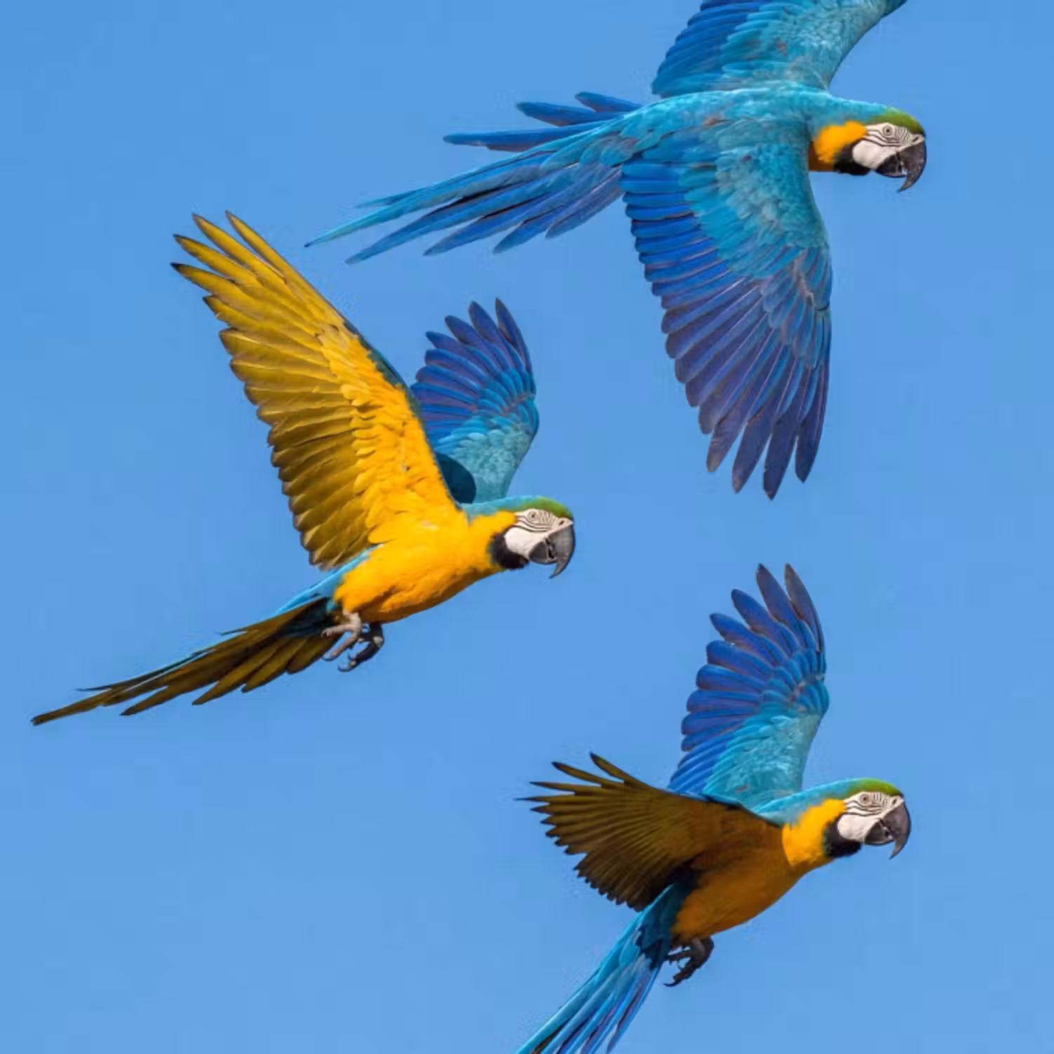 Tapete - Papagei - Fliegen - Blau - Gelb