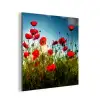 Klaprozen - Toscane - Zon - Rood - Blauw aluminium wit klein -3d