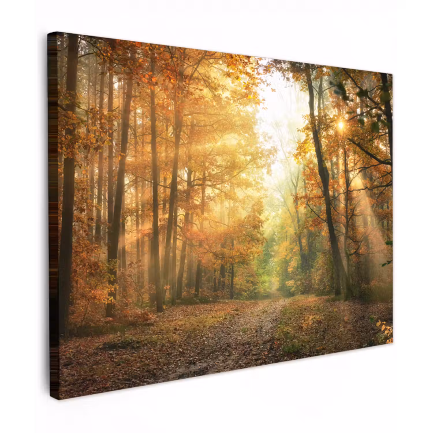 Leinwandbild - Wald - Herbst - Sonne - Landschaft - Natur - Bäume - Laub