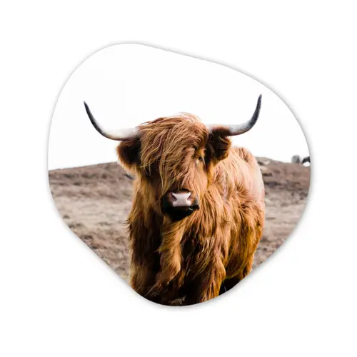 Schotse hooglander - Landschap - Koe - Bruin - Dieren - Natuur Wandcirkel Organisch Forex 3mm klein -3d