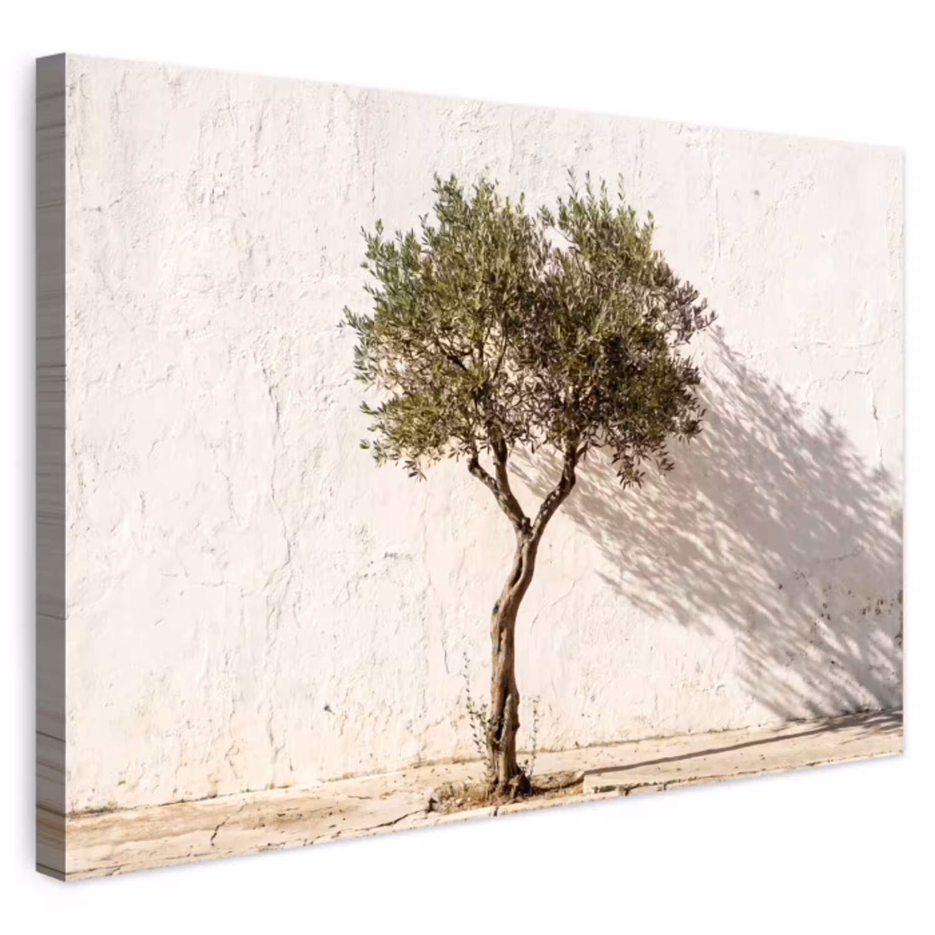 Olijfboom - muur - wit Tuinposter op houten frame 2 cm dik klein -3d