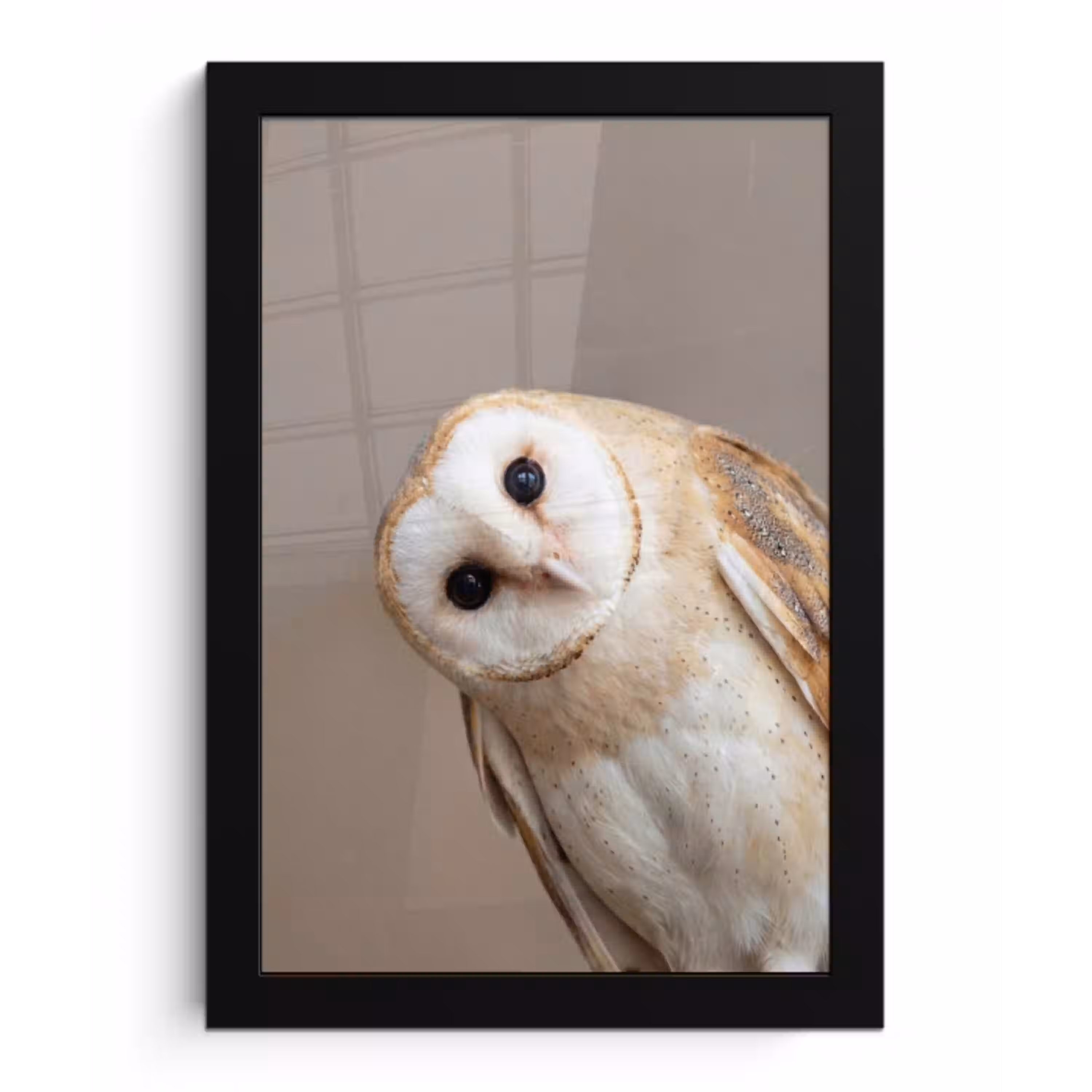 Uil - Bruin - Wit fotolijst zwart zonder passe partout klein -3d