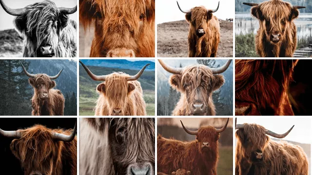 Verschillende voorbeelden van canvas schilderijen uit de 'Schotse Hooglander' collectie.