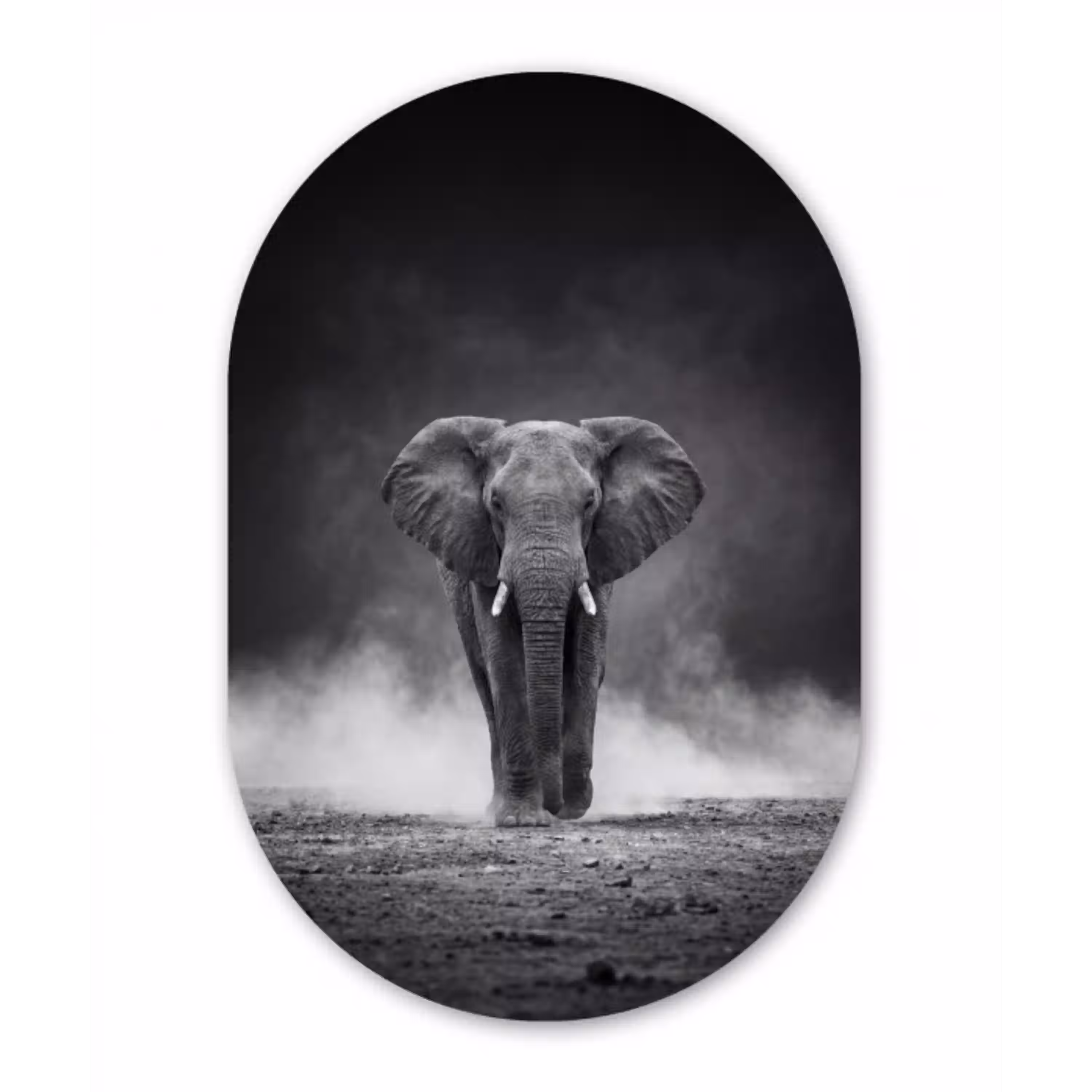 Olifant - Zwart - Wit - Rook Wandcirkel Ovaal Aluminium middel -3d