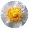 Wit - Bloem - Elegant Wandcirkel kunststof plaat 5mm dik klein -3d