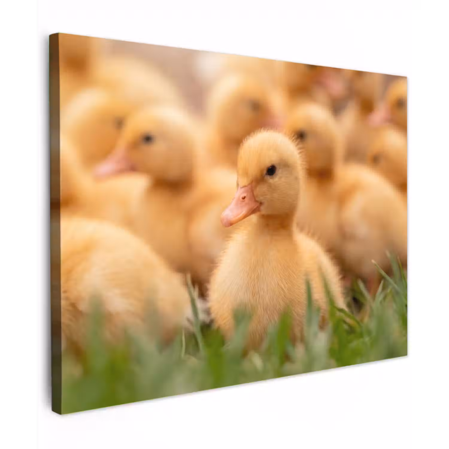 Canvas Print - Arrow - Duck - Nature - Yellow