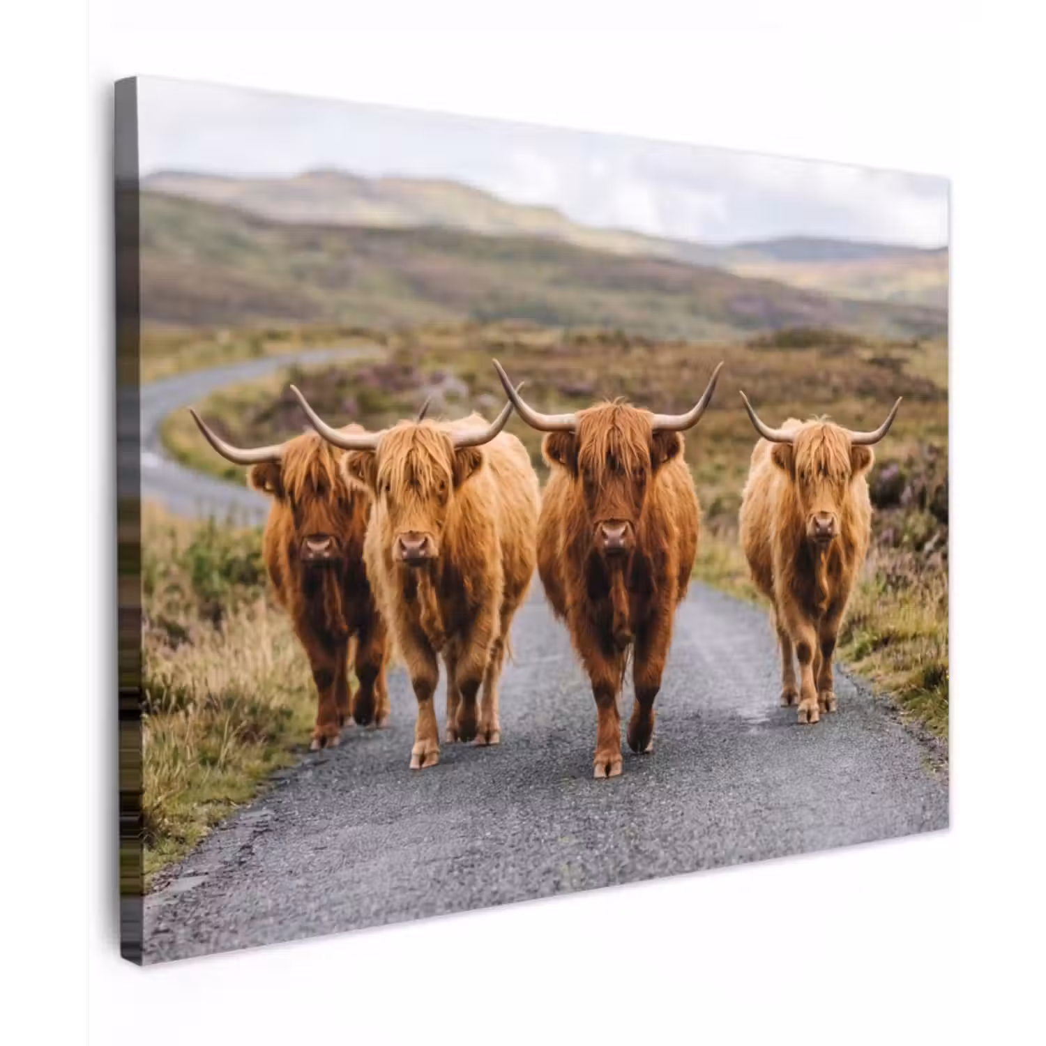 Canvas Print - Scottish Highlanders - Road - Landscape - Herd