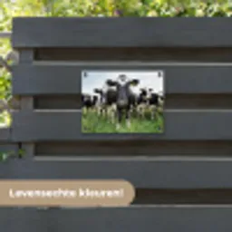 Nieuwsgierige koeien tuinposter los doek klein -sfeer3