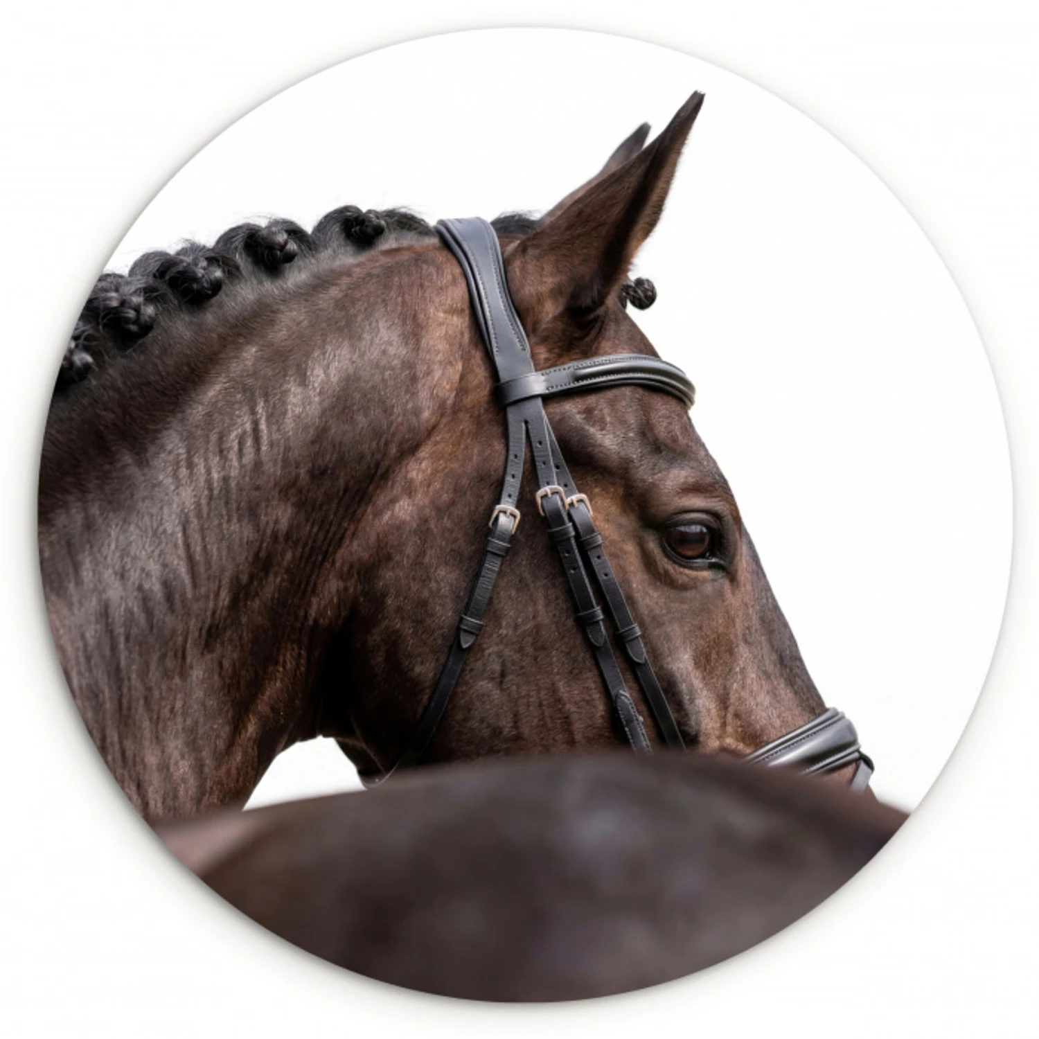 Portret - Paard - Elegant Wandcirkel kunststof plaat 5mm dik klein -3d