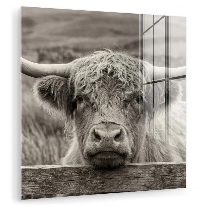 Schotse hooglander - Zwart - Wit - Hout plexiglas 5mm klein -zzzproduct_nieuw