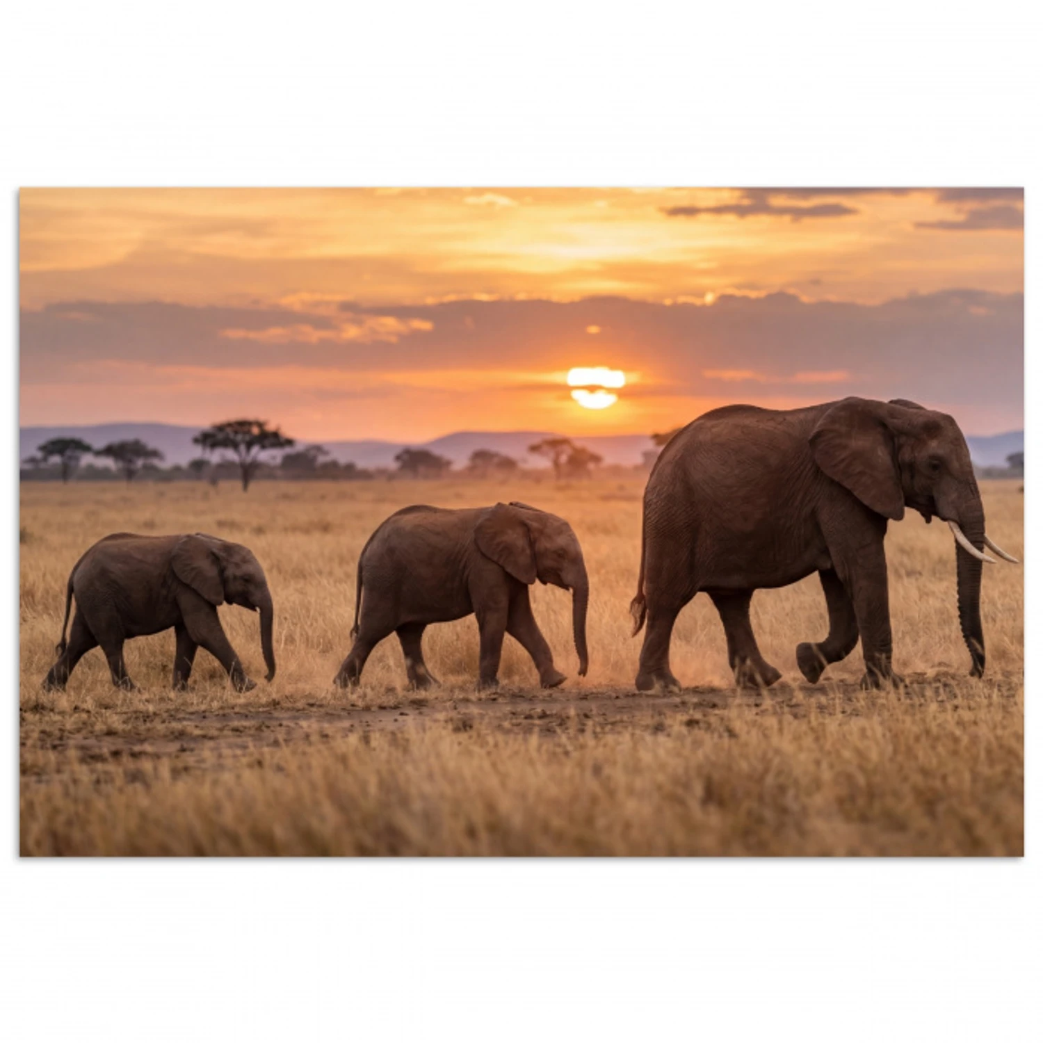 Olifanten - Savanne - Zonsondergang - Afrika - Warm poster papier klein -3d