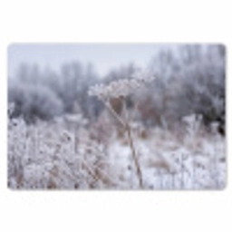 Schermbloem - Rijp - Kristallen - Winter - Delicaat Placemat vinyl groot -zzsfeer1_Kitchenyeah-website