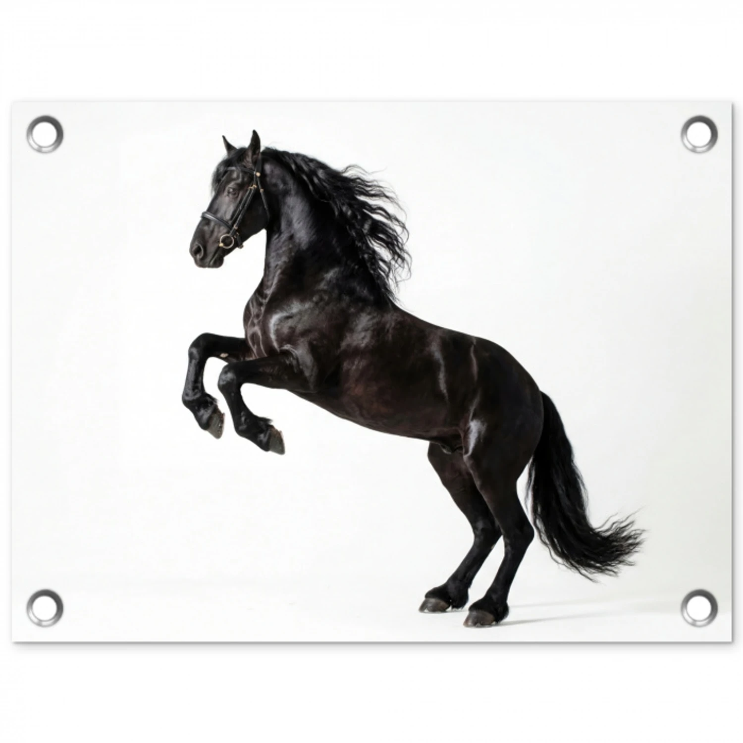 Zwart - Paard - Portret tuinposter los doek klein -3d