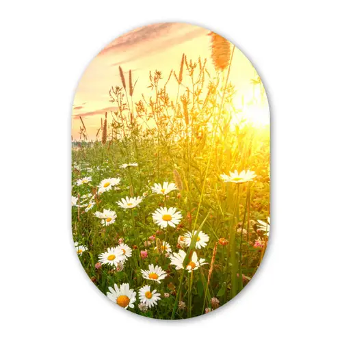 Bloemen - Madelief - Natuur Wandcirkel Ovaal Forex klein -3d