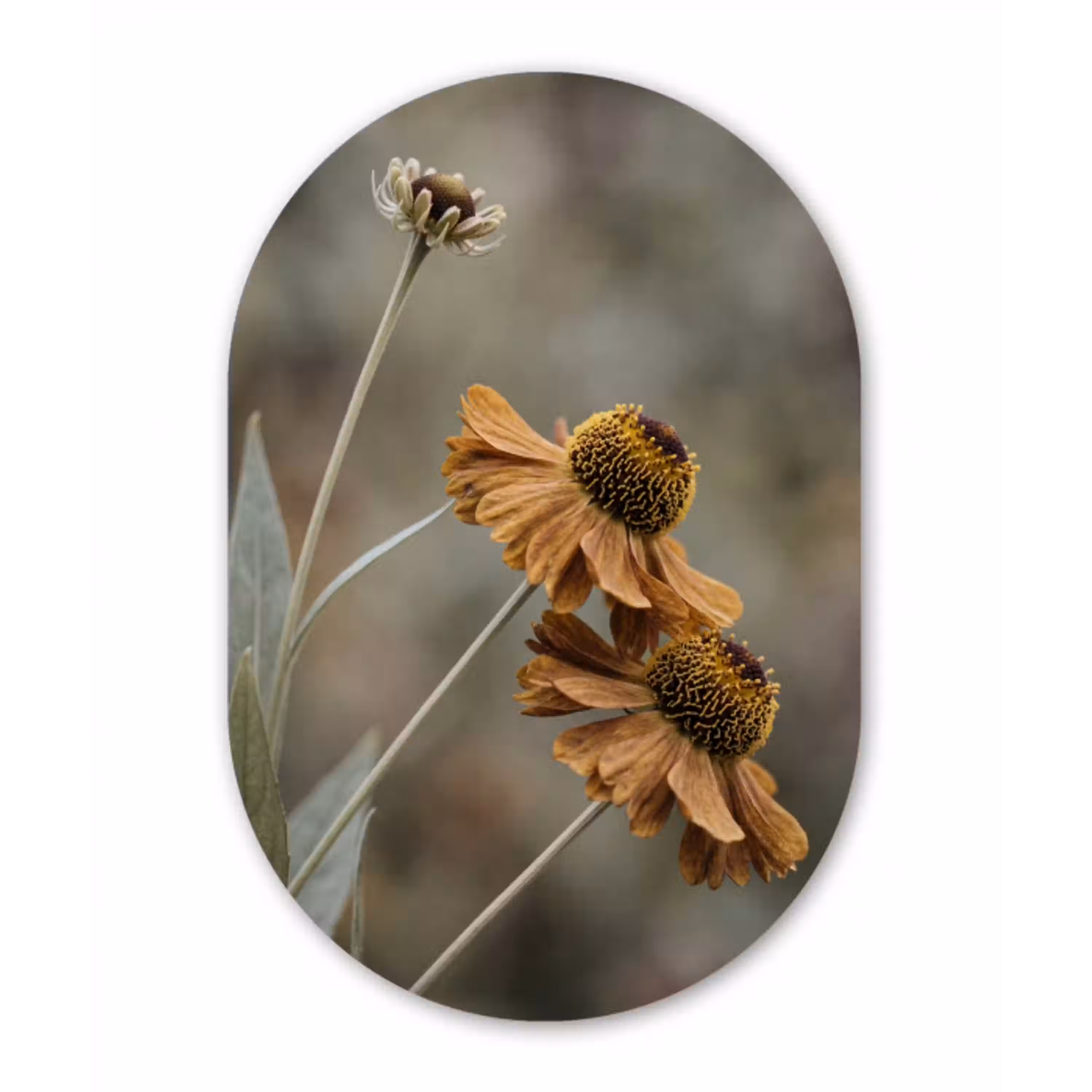 Zonnehoed - Droogbloemen - Geel - Warm Wandcirkel Ovaal Aluminium middel -3d