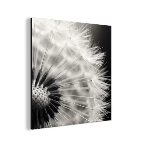 Paardenbloem - Zwart - Wit aluminium wit klein -3d