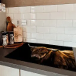 Schotse Hooglander - Horens - Zwart - Dieren - Natuur - Wild - Koe Inductie beschermer vinyl 3mm klein -sfeer3