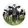 Koeien - Gras - Lente - Dieren - Weiland - Boerderij Wandcirkel kunststof plaat 5mm dik klein -3d
