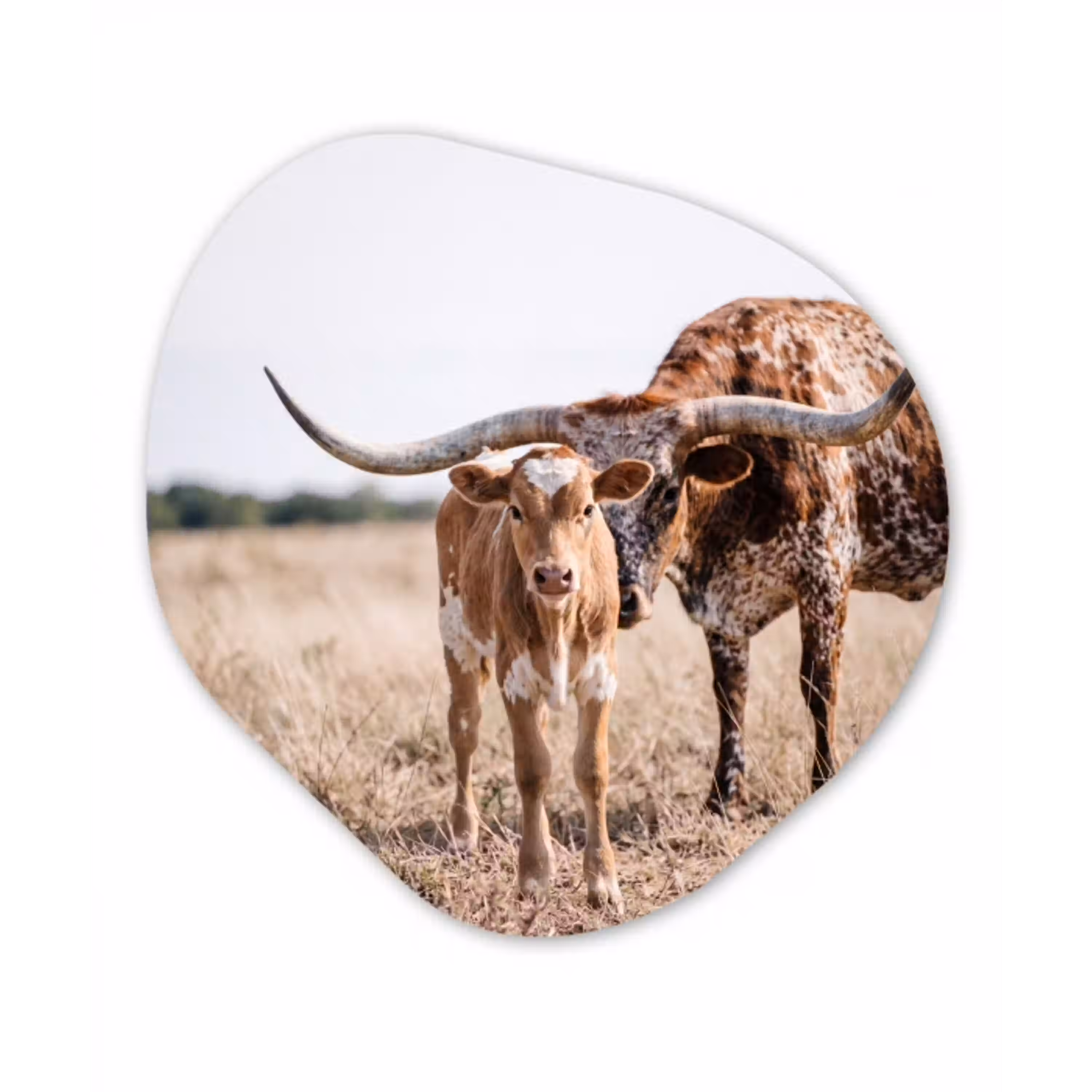 Texas Longhorn - Kalf - Weide - Dieren Wandcirkel Organisch Forex 3mm klein -3d