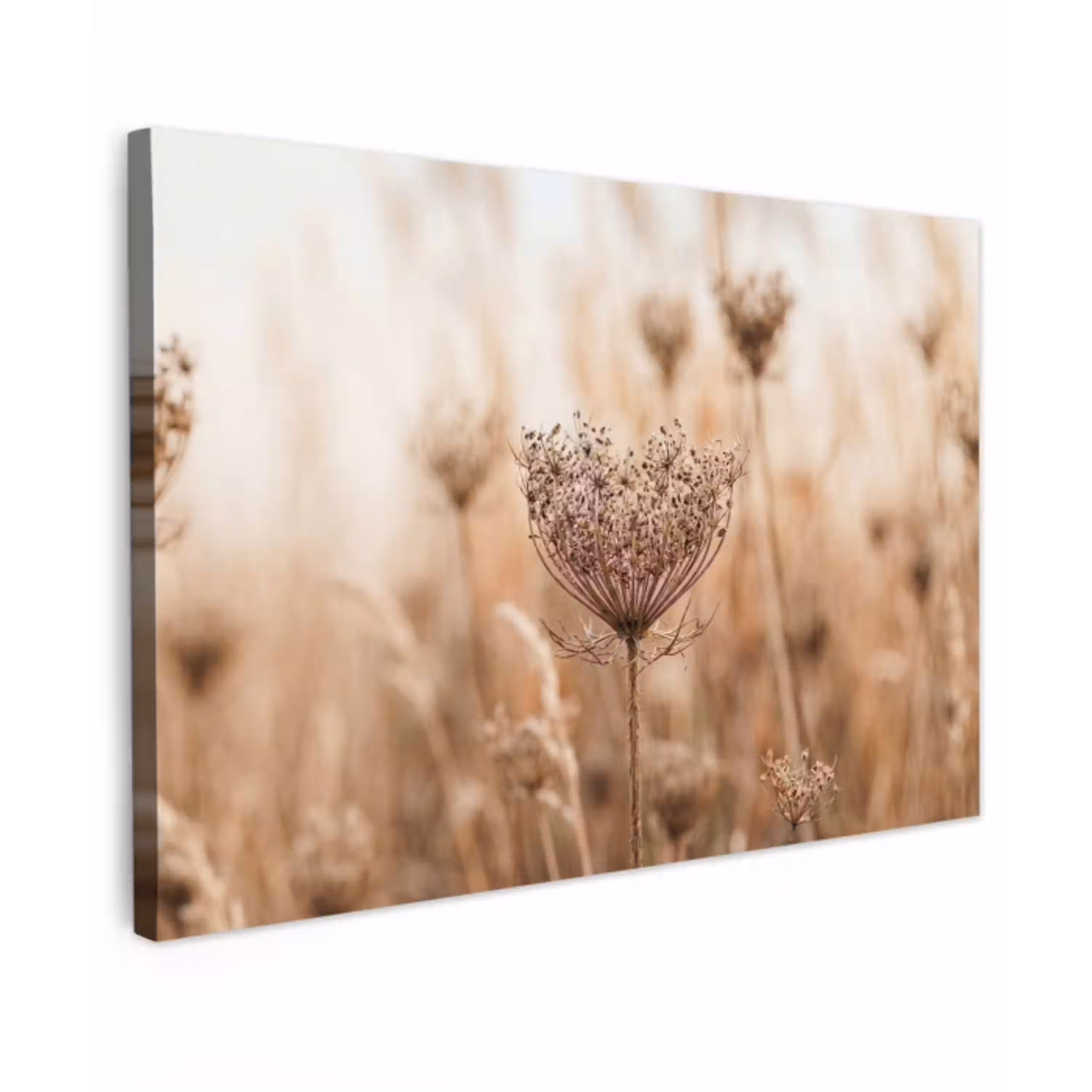 Schermbloem - Droogbloem - Winter - Beige - Minimalistisch canvas 2cm klein -z3d